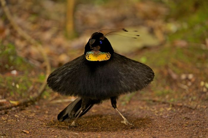 Burung-Burung Surgawi Pelipur Lara Pandemi - National Geographic