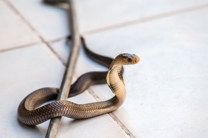 13+ Arti Mimpi Melihat Ular Kobra Hitam Di Dalam Rumah