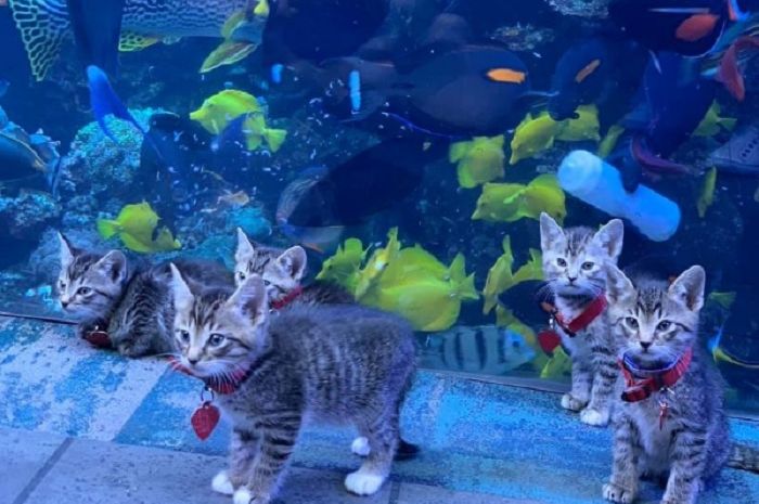 Gemas! Anak Kucing dan Anjing dari Penampungan Hewan Ini Diajak Jalan