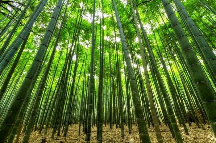 pohon bambu