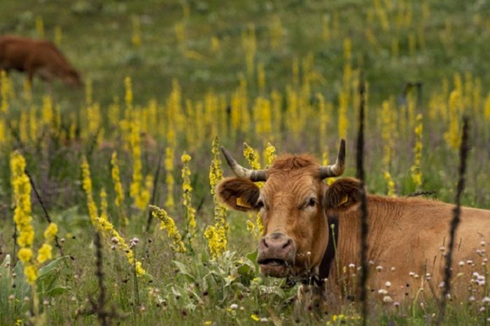 Arti Mimpi Dikejar Sapi, Benarkah Ada Masalah Dalam Pekerjaan? - Semua  Halaman - Hits