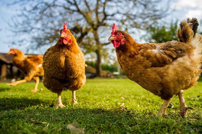 Hati-hati! Memelihara Ayam di Rumah Bisa Jadi Bom Waktu yang Mematikan