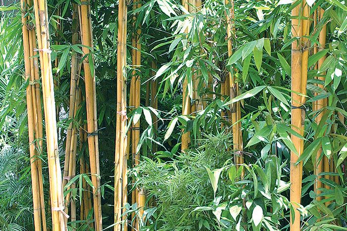 Tips  Merawat  Bambu  Kuning  di Rumah Penyiraman Minimal 2 