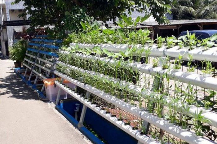 Gampang Ditanam dan Menguntungkan, Ini Daftar Tanaman Sayur yang Mudah