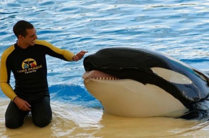 Geger! Taman Hiburan SeaWorld Mendadak Diliputi Tragedi Berdarah
