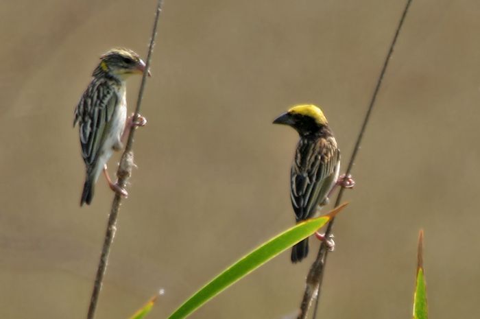 Burung Manyar Sering Membangun Sarang Unik, Ada Sarang