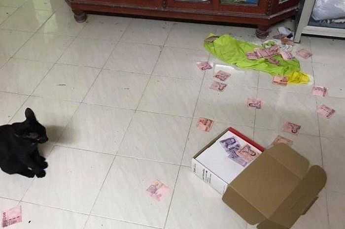 Dibongkar kucing hitam