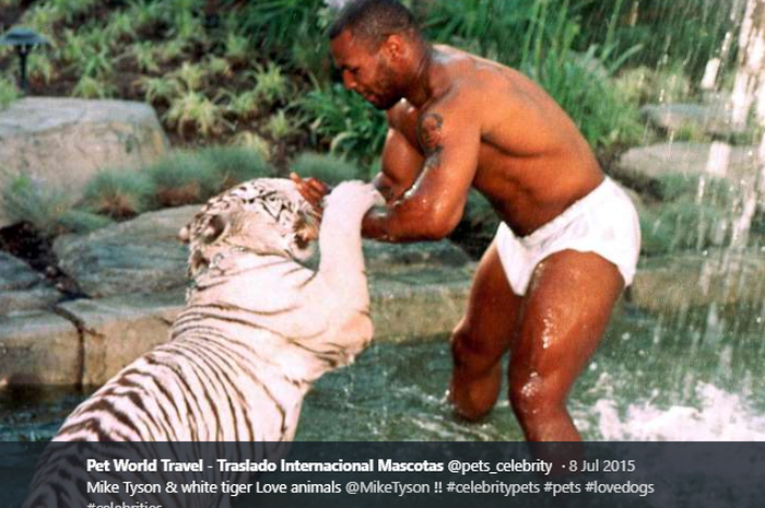 Mike Tyson sedang bermain dengan harimau peliharaannya. 