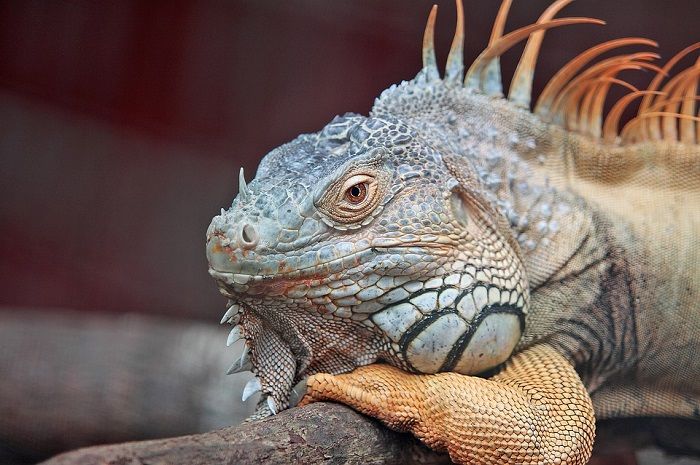 Selain 2 Mata Utama, Iguana Ternyata Memiliki Mata Ketiga yang Juga