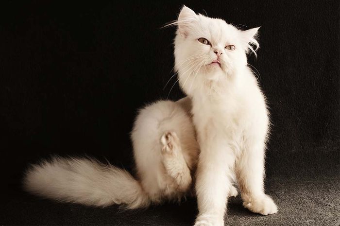 Kutu Kucing Bisa Menyebabkan Masalah pada Kesehatan Manusia, Coba Cek