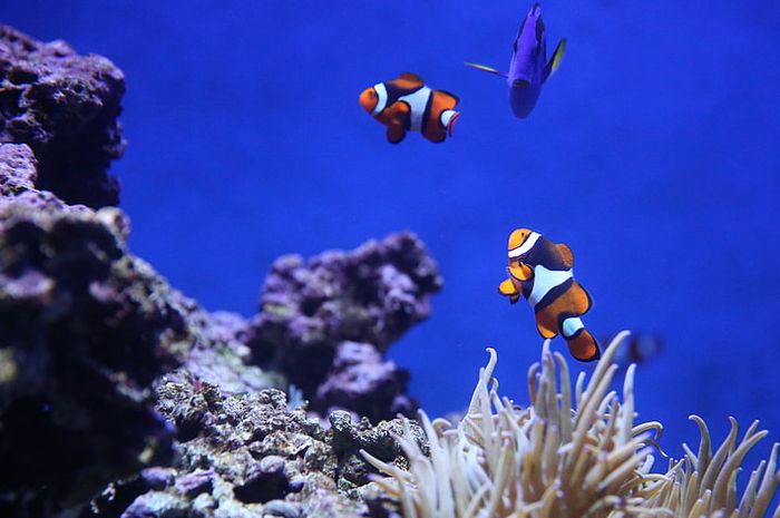 Lirik Lagu Seberapa Jauh Ku Melangkah (How Far I�ll Go