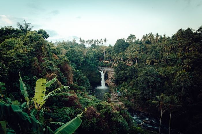 Manusia Ancaman Kepunahan Massal Keanekaragaman Hayati Di Bumi Semua Halaman National Geographic