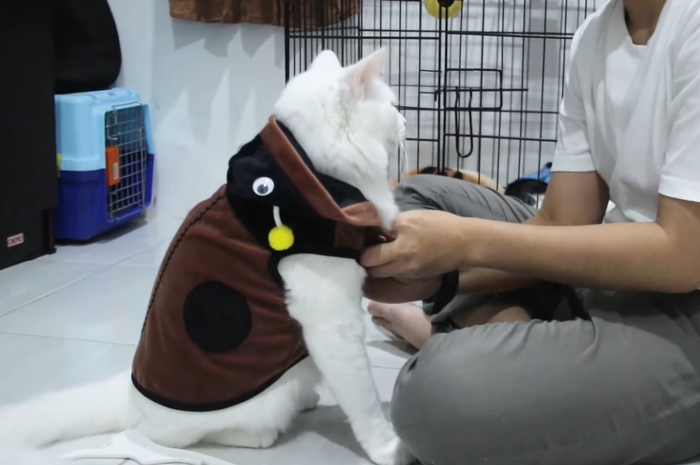 Gemas! Ini Aksesoris Lucu untuk Kucing Peliharaan, Mulai dari Baju