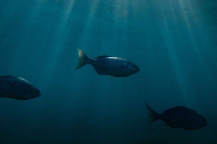 Kehidupan di Laut Dalam Juga Tidak Aman dari Ancaman Perubahan Iklim