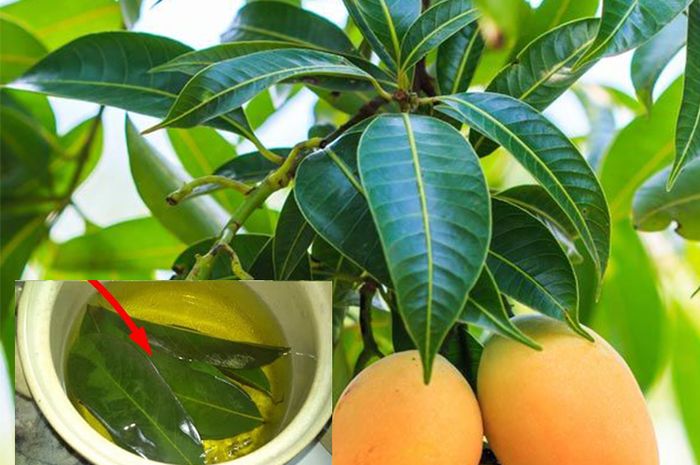 Gambar Kolase Dari Daun Mangga