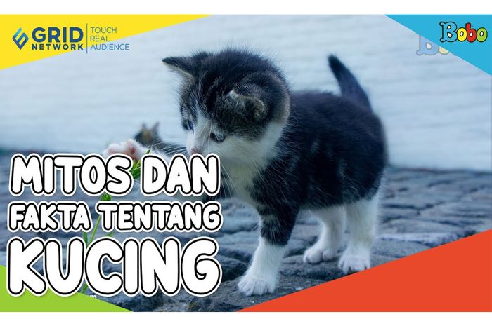 Mitos dan Fakta Kucing, Benarkah Kucing Tidak Akur dengan Anjing? - Bobo