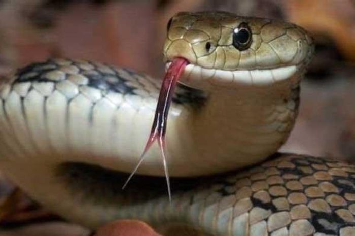 Bukan Garam 5 Bahan Alami Bikin Ular Sangat Takut Dan Tak Mau Dekat Dekat Atau Langsung Pergi Dari Rumah Semua Halaman Hits Bukan Garam 5 Bahan Alami Bikin Ular Sangat Takut Dan Tak Mau Dekat Dekat Atau Langsung Pergi Dari Rumah Semua Halaman Hits