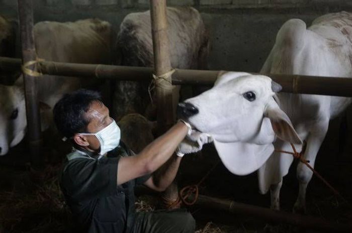 MUI Kota Makassar Beri Gambaran Penyembelian Hewan  pada 