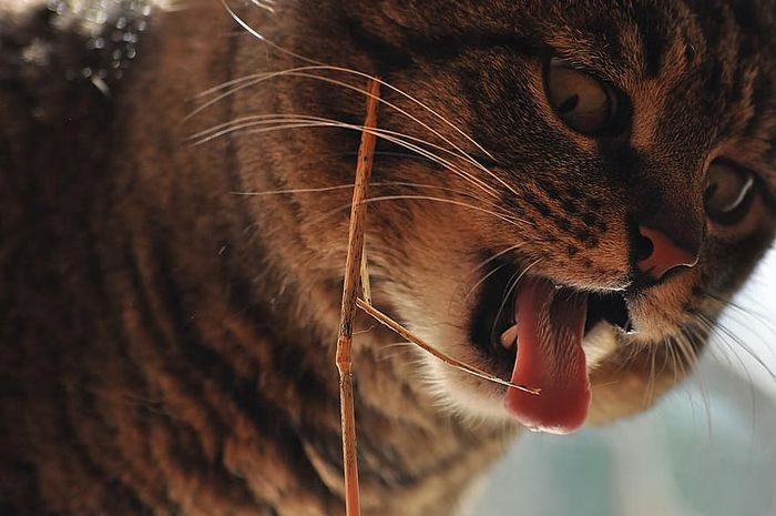 Waspada Jika Kucing Mengeluarkan Air Liur Terus-menerus! Ini