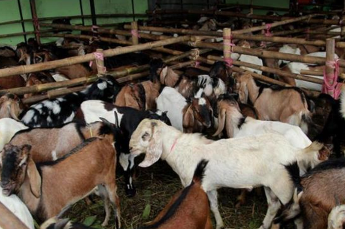 Hampir 50% Kambing di Palembang yang Belum Memenuhi Syarat  