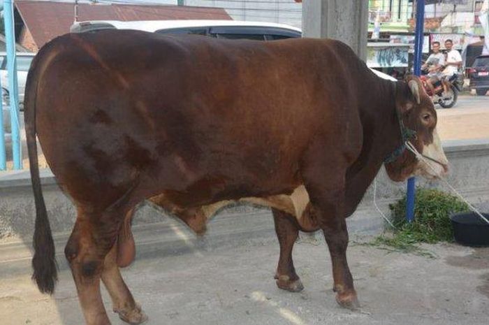 Mimpi Kurban Manusia Kerap Disembah hingga Dijadikan Hewan Kurban di Dunia Nyata, Inilah Arti Mimpi Sapi yang Bisa Jadi Sinyal Bakal Kaya Mendadak