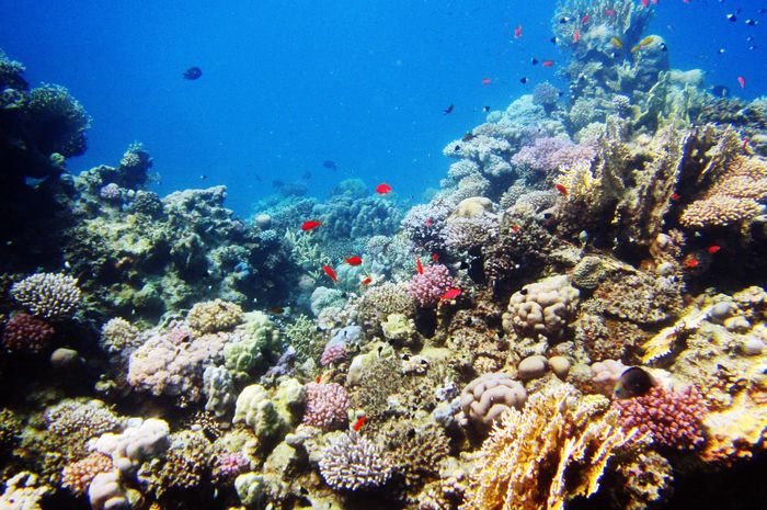 Rangkuman dan Soal Optimisme Bumi Samudra, Materi Belajar dari Rumah