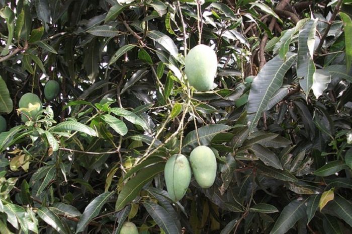 Tumbuhan Bisa Berkembang  Biak  dengan Cara  Setek Cari Tahu 