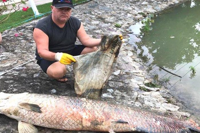 Mengerikan, Ikan Purba Sebesar Manusia Ini Ditemukan Mati dalam Kondisi