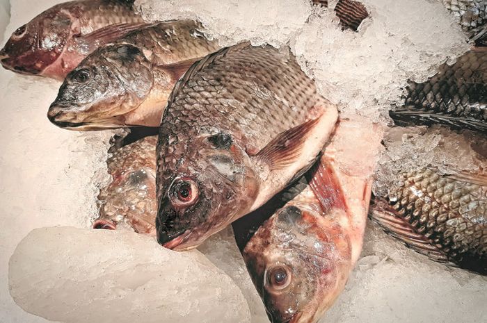 Nggak Nyangka, Ternyata Ikan Mujair Simpan 5 Bahaya Ini Buat Tubuh