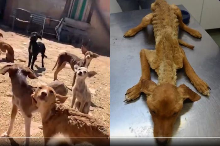 Tinggal Tulang Dibalut Kulit, Puluhan Anjing Ditemukan dalam Keadaan