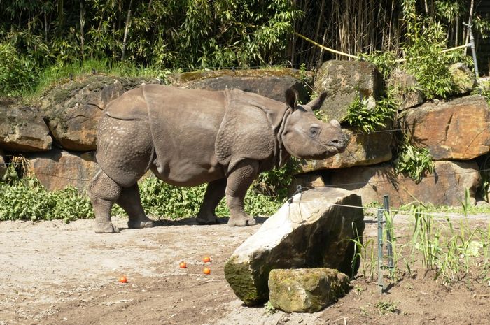  Cara  Menjaga Habitat Hewan  agar Terhindar dari  Kepunahan  