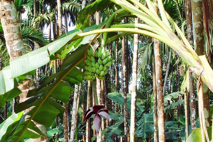 Dijual Mahal Di Amerika Batang Pisang Ternyata Berkhasiat Untuk Penyakit Serius Sonora Id