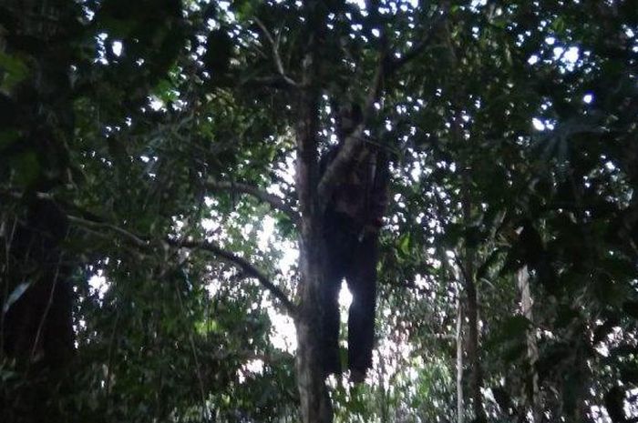 Bolak Balik Dicari Warganya Untuk Dimintai Tanda Tangan Pak Kades Ditemukan Tewas Tergantung Di Pohon Belakang Kantornya Tanpa Tali Ini Kata Polisi Semua Halaman Grid Hot
