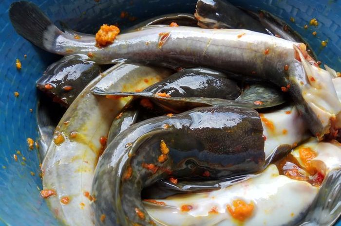 Cara Menghilangkan Lendir Ikan Lele Dengan Bahan Yang Ada Di Dapur Bangka Sonora Id