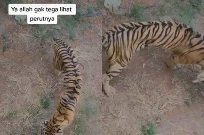 Kondisi tubuh harimau di Lamongan