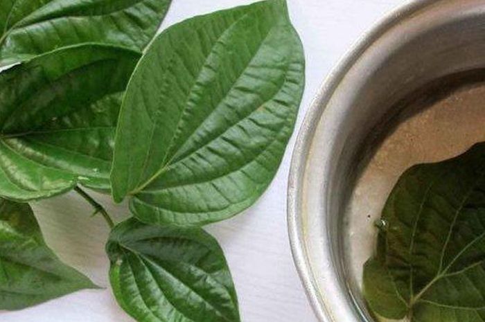 Air Rebusan Daun Sirih Disebut Bisa Obati Katarak Hati Hati Ternyata Berbahaya Begini Penjelasan Medis Semua Halaman Grid Fame