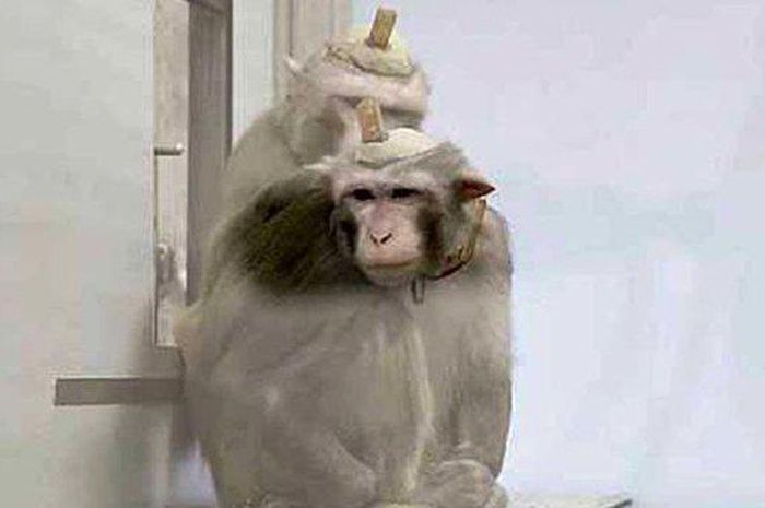 Seekor Monyet Jadi Sasaran Percobaan Kejam Organ Vitalnya 