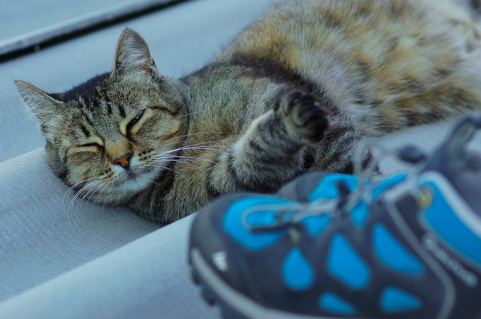 Berapa Lama Kucing Hamil dan Apa Ciri-Ciri Kucing Akan Melahirkan