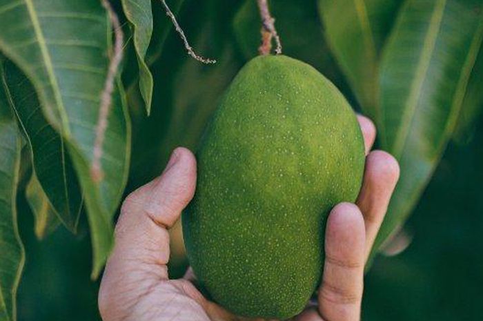 Cara Mengatasi Iritasi Karena Getah Mangga Dijamin Bisa Jadi Obat Alami Agar Tidak Semakin Parah Semua Halaman Sajian Sedap