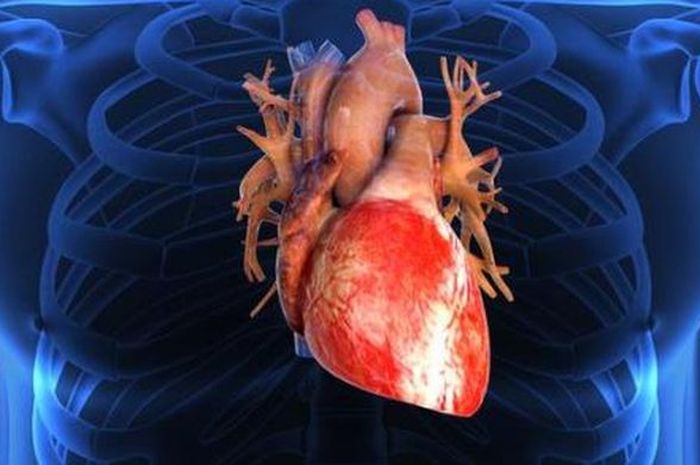 Bagian bagian Jantung dan  Fungsinya  Berikut Gambar  Organ 