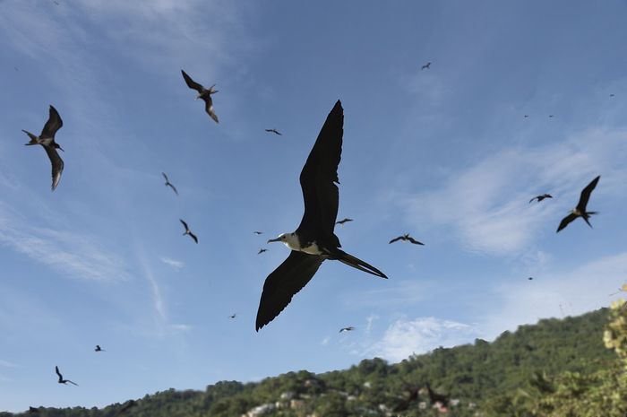 18 Mimpi burung terbang