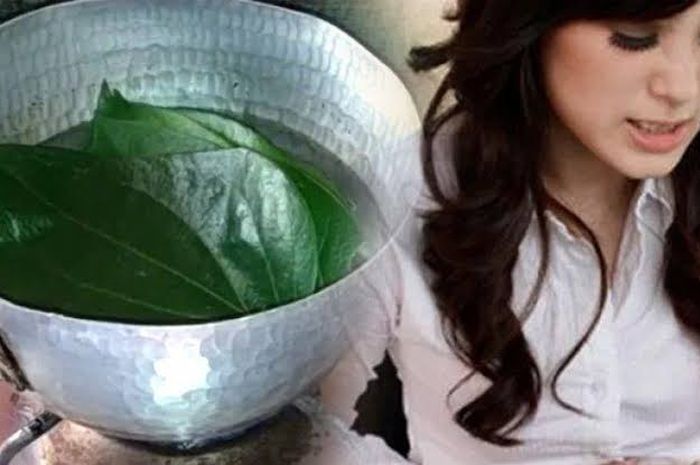 Cara Mengatasi Jerawat dengan Daun Sirih, Mudah dan Ampuh Nih! - Stylo