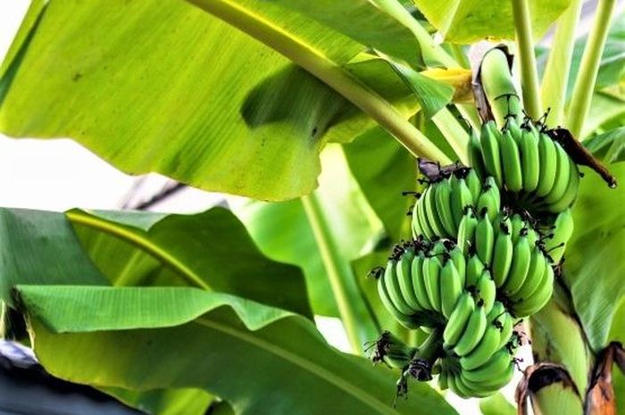 Pohon Pisang, Daun dan Batang Pelepahnya