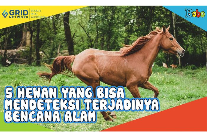 5 Hewan yang Bisa Mendeteksi Bencana Alam, dari Kuda Sampai Kucing Bobo