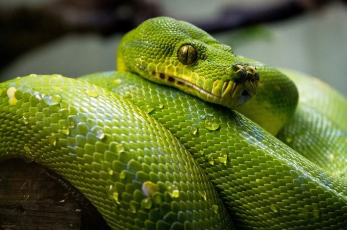 Sering Disebut Pertanda Buruk Ini Dia Arti Melihat Ular Besar Dalam Mimpi Yang Ternyata Merupakan Pertanda Baik Maknanya Apa Semua Halaman Hits