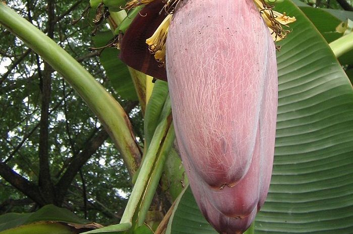 Pernah Makan Olahan Jantung Pisang? Bagian Bakal Buah Pisang Ini Juga