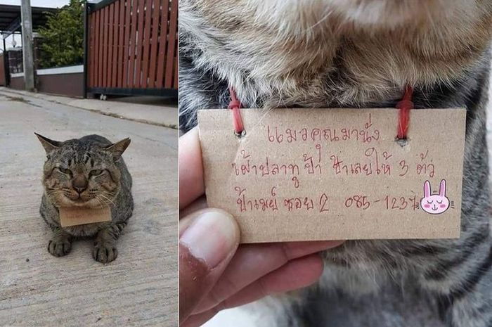 Kucing Peliharaan Ini Pulang dengan Membawa Daftar Catatan Utangnya Sendiri Berupa Tiga Ekor Ikan