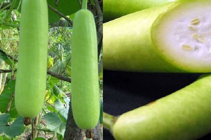 Kalah Pamor Dari Labu Siam Siapa Sangka Labu Air Punya Segudang Manfaat Untuk Kesehatan No 4 Bikin Melongo Semua Halaman Sajian Sedap Kalah Pamor Dari Labu Siam Siapa Sangka Labu Air Punya Segudang Manfaat Untuk Kesehatan No 4 Bikin Melongo Semua Halaman Sajian Sedap