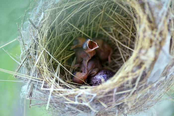 Penjelasan Ovipar  Vivipar dan Ovovivipar Beserta 