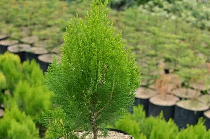 Sebelum Menanam Cemara Ketahui Media Tanam Paling Ideal Sebelum Menanam Cemara Ketahui Media Tanam Paling Ideal